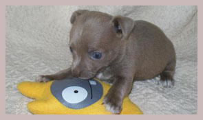 
Precio Chihuahua...........<strong>     $16,500.00  A   $20,000.00    (dependiendo del tamaño y color)</strong> <br><br>


100% pura raza, registrados todos los papeles en regla se envian a cualquier parte de la Republica.<br><br> 

<li>Contrato de compraventa<br><br></li>


<li>Seguro de vida gratuito por escrito de 5 años que cubre muerte en caso de cuestiones virales</li>
<br><br>

<li>Garantía de Pureza Racial<br><br></li>

<li>Certificado de registro inicial que extiende la Federación Canófila Mexicana donde los cachorros se entregan con tatuaje y microchip</li>

