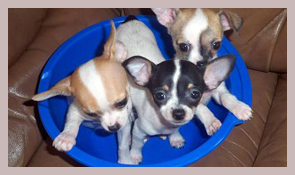 
Precio Chihuahua...........<strong>     $16,500.00  A   $20,000.00    (dependiendo del tamaño y color)</strong> <br><br>


100% pura raza, registrados todos los papeles en regla se envian a cualquier parte de la Republica.<br><br> 

<li>Contrato de compraventa<br><br></li>


<li>Seguro de vida gratuito por escrito de 5 años que cubre muerte en caso de cuestiones virales</li>
<br><br>

<li>Garantía de Pureza Racial<br><br></li>

<li>Certificado de registro inicial que extiende la Federación Canófila Mexicana donde los cachorros se entregan con tatuaje y microchip</li>

