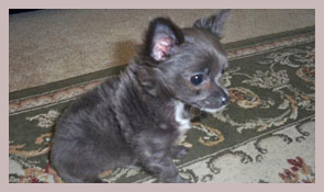 
Precio Chihuahua...........<strong>     $16,500.00  A   $20,000.00    (dependiendo del tamaño y color)</strong> <br><br>


100% pura raza, registrados todos los papeles en regla se envian a cualquier parte de la Republica.<br><br> 

<li>Contrato de compraventa<br><br></li>


<li>Seguro de vida gratuito por escrito de 5 años que cubre muerte en caso de cuestiones virales</li>
<br><br>

<li>Garantía de Pureza Racial<br><br></li>

<li>Certificado de registro inicial que extiende la Federación Canófila Mexicana donde los cachorros se entregan con tatuaje y microchip</li>

