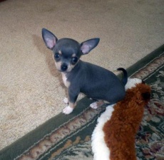 
Precio Chihuahua...........<strong>     $16,500.00  A   $20,000.00    (dependiendo del tamaño y color)</strong> <br><br>


100% pura raza, registrados todos los papeles en regla se envian a cualquier parte de la Republica.<br><br> 

<li>Contrato de compraventa<br><br></li>


<li>Seguro de vida gratuito por escrito de 5 años que cubre muerte en caso de cuestiones virales</li>
<br><br>

<li>Garantía de Pureza Racial<br><br></li>

<li>Certificado de registro inicial que extiende la Federación Canófila Mexicana donde los cachorros se entregan con tatuaje y microchip</li>

