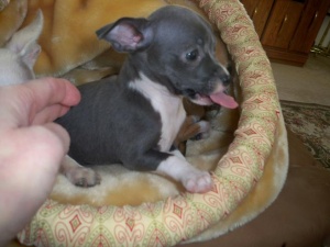 
Precio Chihuahua...........<strong>     $16,500.00  A   $20,000.00    (dependiendo del tamaño y color)</strong> <br><br>


100% pura raza, registrados todos los papeles en regla se envian a cualquier parte de la Republica.<br><br> 

<li>Contrato de compraventa<br><br></li>


<li>Seguro de vida gratuito por escrito de 5 años que cubre muerte en caso de cuestiones virales</li>
<br><br>

<li>Garantía de Pureza Racial<br><br></li>

<li>Certificado de registro inicial que extiende la Federación Canófila Mexicana donde los cachorros se entregan con tatuaje y microchip</li>

