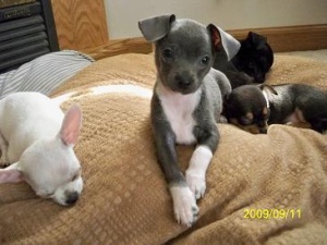 
Precio Chihuahua...........<strong>     $16,500.00  A   $20,000.00    (dependiendo del tamaño y color)</strong> <br><br>


100% pura raza, registrados todos los papeles en regla se envian a cualquier parte de la Republica.<br><br> 

<li>Contrato de compraventa<br><br></li>


<li>Seguro de vida gratuito por escrito de 5 años que cubre muerte en caso de cuestiones virales</li>
<br><br>

<li>Garantía de Pureza Racial<br><br></li>

<li>Certificado de registro inicial que extiende la Federación Canófila Mexicana donde los cachorros se entregan con tatuaje y microchip</li>

