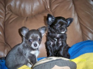 
Precio Chihuahua...........<strong>     $16,500.00  A   $20,000.00    (dependiendo del tamaño y color)</strong> <br><br>


100% pura raza, registrados todos los papeles en regla se envian a cualquier parte de la Republica.<br><br> 

<li>Contrato de compraventa<br><br></li>


<li>Seguro de vida gratuito por escrito de 5 años que cubre muerte en caso de cuestiones virales</li>
<br><br>

<li>Garantía de Pureza Racial<br><br></li>

<li>Certificado de registro inicial que extiende la Federación Canófila Mexicana donde los cachorros se entregan con tatuaje y microchip</li>

