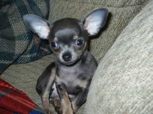 
Precio Chihuahua...........<strong>     $16,500.00  A   $20,000.00    (dependiendo del tamaño y color)</strong> <br><br>


100% pura raza, registrados todos los papeles en regla se envian a cualquier parte de la Republica.<br><br> 

<li>Contrato de compraventa<br><br></li>


<li>Seguro de vida gratuito por escrito de 5 años que cubre muerte en caso de cuestiones virales</li>
<br><br>

<li>Garantía de Pureza Racial<br><br></li>

<li>Certificado de registro inicial que extiende la Federación Canófila Mexicana donde los cachorros se entregan con tatuaje y microchip</li>

