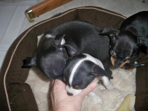 
Precio Chihuahua...........<strong>     $16,500.00  A   $20,000.00    (dependiendo del tamaño y color)</strong> <br><br>


100% pura raza, registrados todos los papeles en regla se envian a cualquier parte de la Republica.<br><br> 

<li>Contrato de compraventa<br><br></li>


<li>Seguro de vida gratuito por escrito de 5 años que cubre muerte en caso de cuestiones virales</li>
<br><br>

<li>Garantía de Pureza Racial<br><br></li>

<li>Certificado de registro inicial que extiende la Federación Canófila Mexicana donde los cachorros se entregan con tatuaje y microchip</li>

