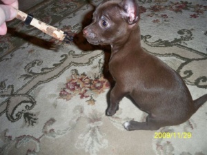 
Precio Chihuahua...........<strong>     $16,500.00  A   $20,000.00    (dependiendo del tamaño y color)</strong> <br><br>


100% pura raza, registrados todos los papeles en regla se envian a cualquier parte de la Republica.<br><br> 

<li>Contrato de compraventa<br><br></li>


<li>Seguro de vida gratuito por escrito de 5 años que cubre muerte en caso de cuestiones virales</li>
<br><br>

<li>Garantía de Pureza Racial<br><br></li>

<li>Certificado de registro inicial que extiende la Federación Canófila Mexicana donde los cachorros se entregan con tatuaje y microchip</li>

