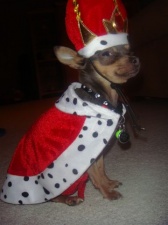 
Precio Chihuahua...........<strong>     $16,500.00  A   $20,000.00    (dependiendo del tamaño y color)</strong> <br><br>


100% pura raza, registrados todos los papeles en regla se envian a cualquier parte de la Republica.<br><br> 

<li>Contrato de compraventa<br><br></li>


<li>Seguro de vida gratuito por escrito de 5 años que cubre muerte en caso de cuestiones virales</li>
<br><br>

<li>Garantía de Pureza Racial<br><br></li>

<li>Certificado de registro inicial que extiende la Federación Canófila Mexicana donde los cachorros se entregan con tatuaje y microchip</li>

