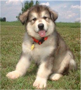 Los perritos del Malamute de Alaska en Venta