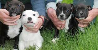 Staffordshire bull terrier Dos cachorros para la venta