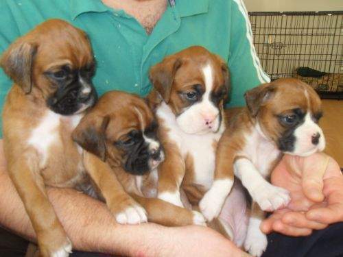 Los cachorros boxer para la venta