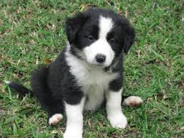 Cachorros Collie en Venta