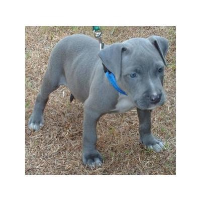 Blueline Pitbull welpen10 semanas de licencia vieja!
<br>Hola a todos juntos. Dejo hermosos cachorros blue line! Qué cachorros son ahora 8 semanas de edad desparasitados 2 veces y tienen que ser vacunados ahora! Hubo 6 cachorros en la camada perra y grosero! Los más pequeños están bien socializados y han crecido con los niños. De inmediato!