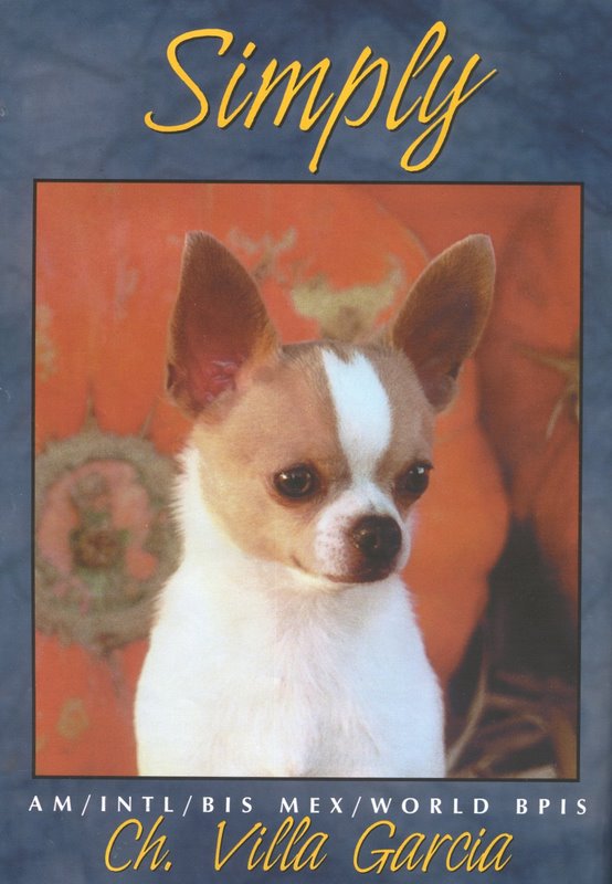 POR MUCHO LOS MEJORES CHIHUAHUAS DE MEXICO