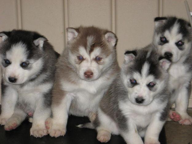 
Precio Siberian husky...........<strong>            $18,500.00  A  $22,000.00  (dependiendo del color)</strong> <br><br>


100% pura raza, registrados todos los papeles en regla se envian a cualquier parte de la Republica.<br><br> 

<li>Contrato de compraventa<br><br></li>


<li>Seguro de vida gratuito por escrito de 5 años que cubre muerte en caso de cuestiones virales</li>
<br><br>

<li>Garantía de Pureza Racial<br><br></li>

<li>Certificado de registro inicial que extiende la Federación Canófila Mexicana donde los cachorros se entregan con tatuaje y microchip</li>

