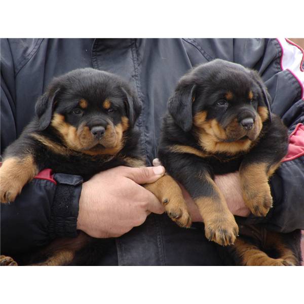 
Precio Rottweiler...........<strong>   $18,000.00</strong> <br><br>


100% pura raza, registrados todos los papeles en regla se envian a cualquier parte de la Republica.<br><br> 

<li>Contrato de compraventa<br><br></li>


<li>Seguro de vida gratuito por escrito de 5 años que cubre muerte en caso de cuestiones virales</li>
<br><br>

<li>Garantía de Pureza Racial<br><br></li>

<li>Certificado de registro inicial que extiende la Federación Canófila Mexicana donde los cachorros se entregan con tatuaje y microchip</li>

