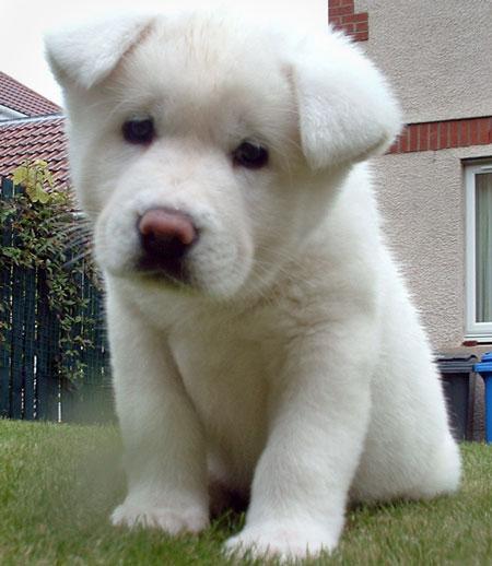 Cachorros Inu de pedigrí Akita (blanco y tan) nacido el 21 de octubre. Todos 2 machos y 1 hembra cachorro nacen con una cola corta. Su entrega incluirá lo siguiente: 1 veterinario visita, 6 semanas vacunación y desparasitación, veterinario 2ª visita, inoculación de 9 semanas