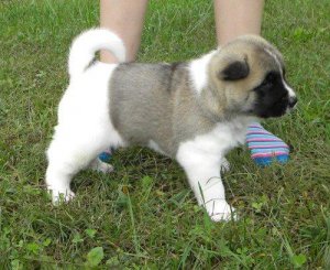 Hermosos cachorros Inu Akita
<br>Akita Inu cachorros macho y hembra cachorro hermoso. Son registrados cachorros de pastor alemán. ellos han tenido sus tiros cachorros segundo y es un microchip. Hermoso pequeño negro y tostado perrito que está listo para su nuevo hogar!