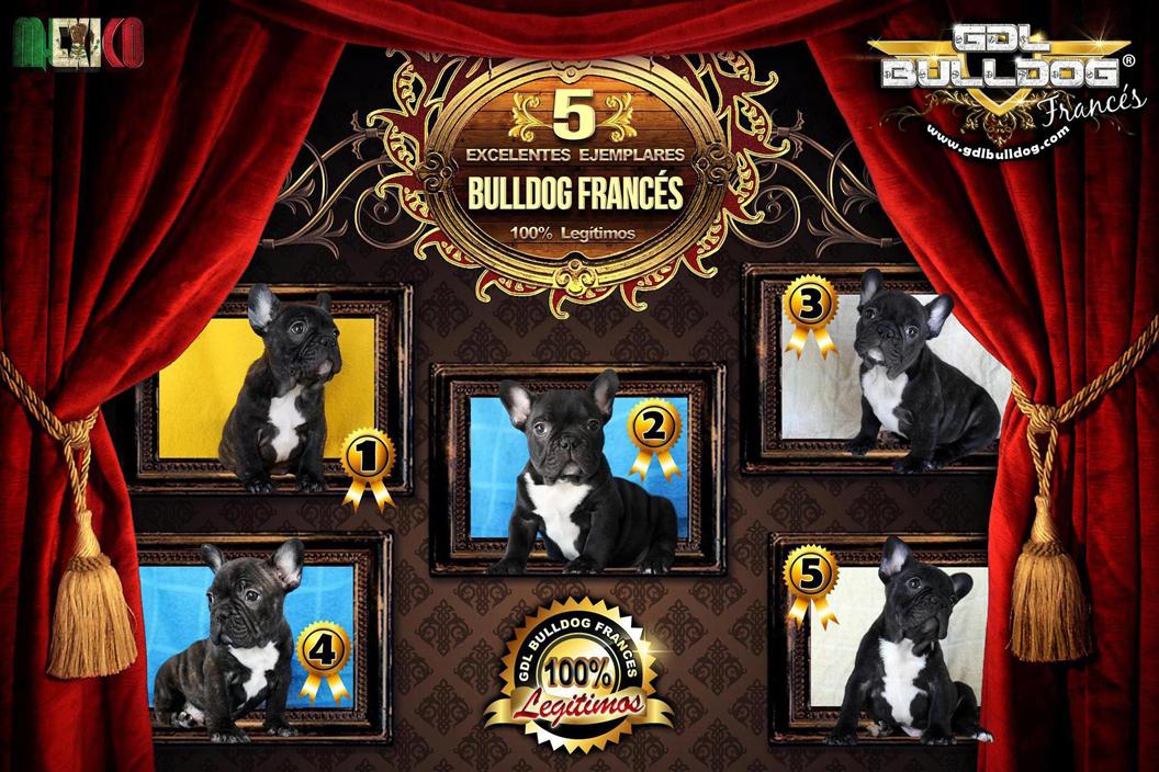 
Precio Bulldog francés...........<strong>   $32,000.00  A   $43,000.00    (dependiendo la calidad)</strong> <br><br>


100% pura raza, registrados todos los papeles en regla se envian a cualquier parte de la Republica.<br><br> 

<li>Contrato de compraventa<br><br></li>


<li>Seguro de vida gratuito por escrito de 5 años que cubre muerte en caso de cuestiones virales</li>
<br><br>

<li>Garantía de Pureza Racial<br><br></li>

<li>Certificado de registro inicial que extiende la Federación Canófila Mexicana donde los cachorros se entregan con tatuaje y microchip</li>

