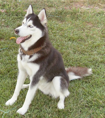 
Precio Siberian husky...........<strong>            $18,500.00  A  $22,000.00  (dependiendo del color)</strong> <br><br>


100% pura raza, registrados todos los papeles en regla se envian a cualquier parte de la Republica.<br><br> 

<li>Contrato de compraventa<br><br></li>


<li>Seguro de vida gratuito por escrito de 5 años que cubre muerte en caso de cuestiones virales</li>
<br><br>

<li>Garantía de Pureza Racial<br><br></li>

<li>Certificado de registro inicial que extiende la Federación Canófila Mexicana donde los cachorros se entregan con tatuaje y microchip</li>


