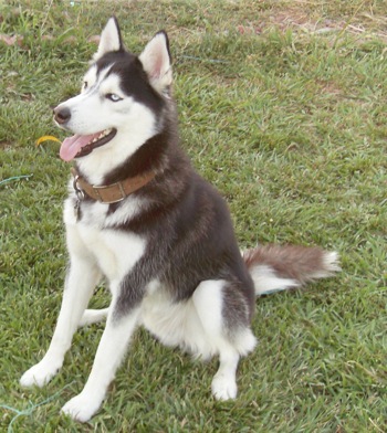 rex del husky siberiano en algunos meses de edad