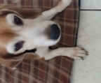 beagle en adopcion