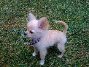  Chihuahua cachorro para adopción 
