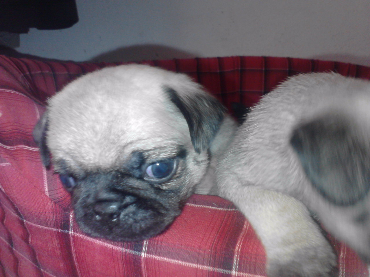 preciosas cachorritas pug