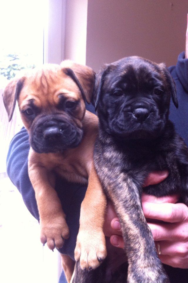 Cachorros Bullmastiff hermosas disponibles ..
<br>
<br>Tenemos nuestro orgullo de anunciar nuestra mascota de la familia amado Eva ha dado a luz a una camada de hermosos cachorros sanos tenemos la suerte de tener una mezcla de niños y niñas de color rojo y niñas brindle todas con máscaras negras completos y hueso encantadora y la cabeza, ## 1 ROJO MUCHACHA Y 1 BRINDLE CHICA TODAVÍA DISPONIBLE ACTUALMENTE ## 4 SEMANA VIEJO eN IMÁGENES .. Esta es una repetición de apareamiento ya que estábamos muy contentos con el resultado por última vez y el estándar de pus Eva tenía hace 18 meses, así que utilizamos el mismo padre que también tiene un temperamento impecable y se ve impresionante. Nuestros cachorros propietarios de mantenerse en contacto con y tenemos fotografías y actualizaciones en nuestra última camada para que usted vea lo que nuestros cachorros son como cuando se han desarrollado completamente, las líneas de sangre consisten en algunos campeones demostración incluyendo líneas de sangre Anneddwen.