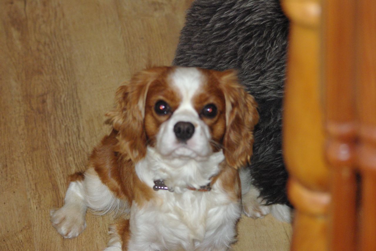 Los cachorros Cavalier King Charles Spaniel.