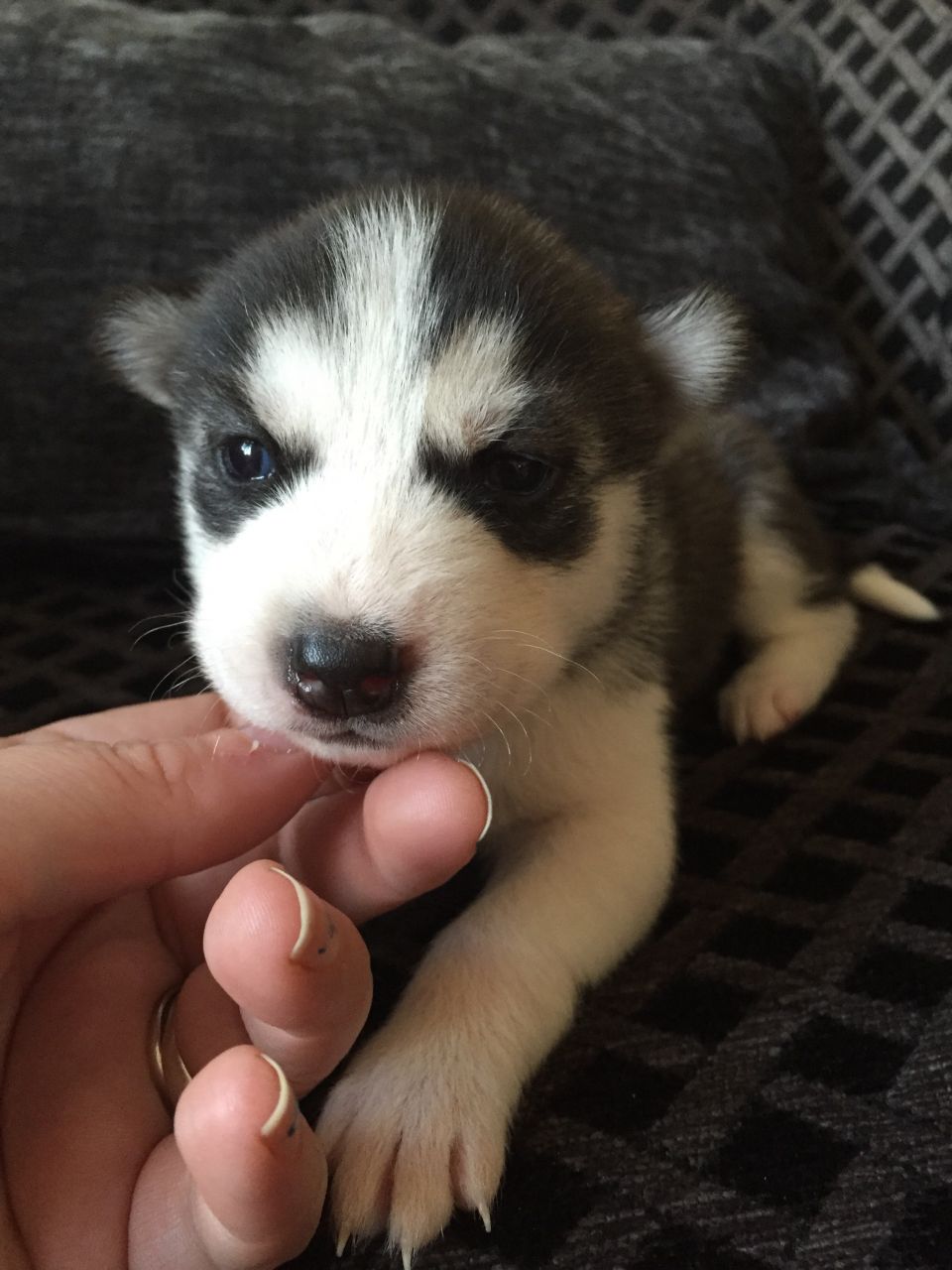 10 semenas dulces 10 semanas de edad Husky siberiano perrito para realojamiento,