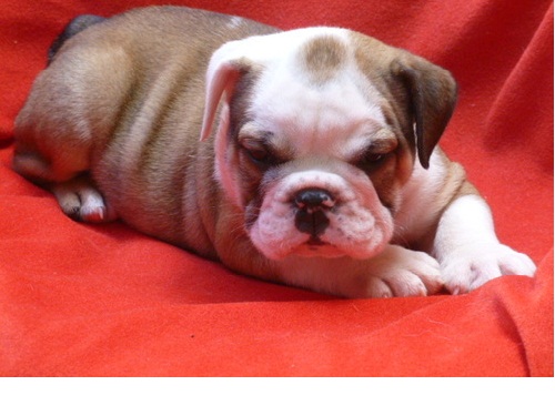 
Precio Bulldog...........<strong>   $35,000.00  A   $60,000.00    (dependiendo la calidad)</strong> <br><br>


100% pura raza, registrados todos los papeles en regla se envian a cualquier parte de la Republica.<br><br> 

<li>Contrato de compraventa<br><br></li>


<li>Seguro de vida gratuito por escrito de 5 años que cubre muerte en caso de cuestiones virales</li>
<br><br>

<li>Garantía de Pureza Racial<br><br></li>

<li>Certificado de registro inicial que extiende la Federación Canófila Mexicana donde los cachorros se entregan con tatuaje y microchip</li>

