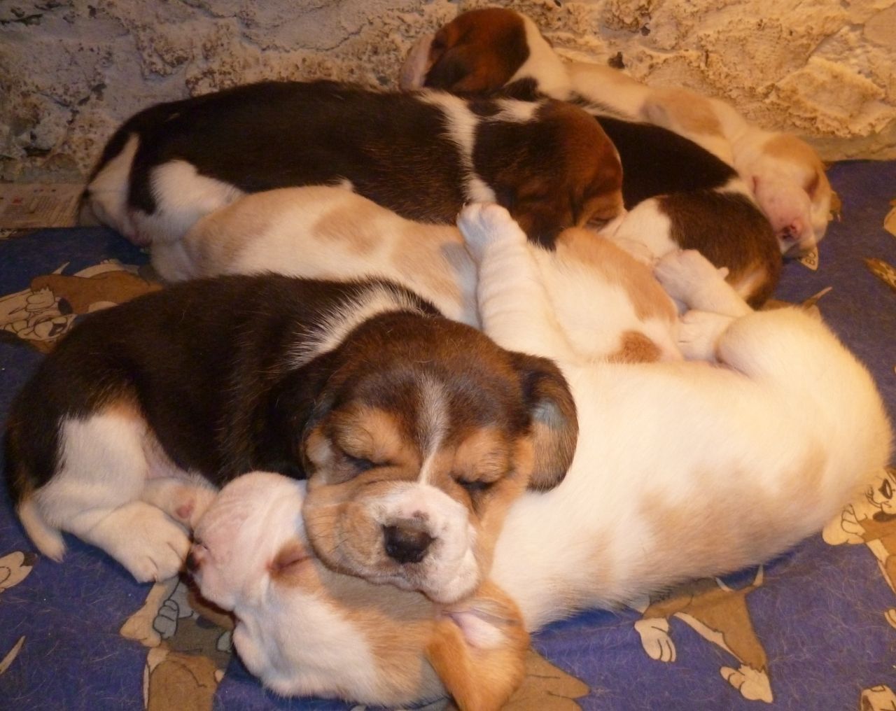 Inicio Bred Beagles cachorros