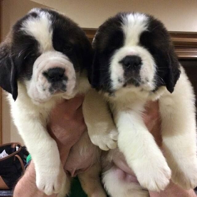 Gorgeous St Bernard Pups