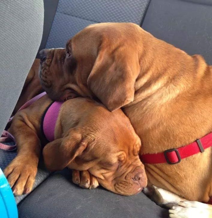 Nuestros cachorros no sólo se muestran los perros, que son miembros de la familia y las mascotas también. Nuestros Los cachorros son criados con amor y en un ambiente familiar. En primer lugar nos criamos para excelentes temperamentos.