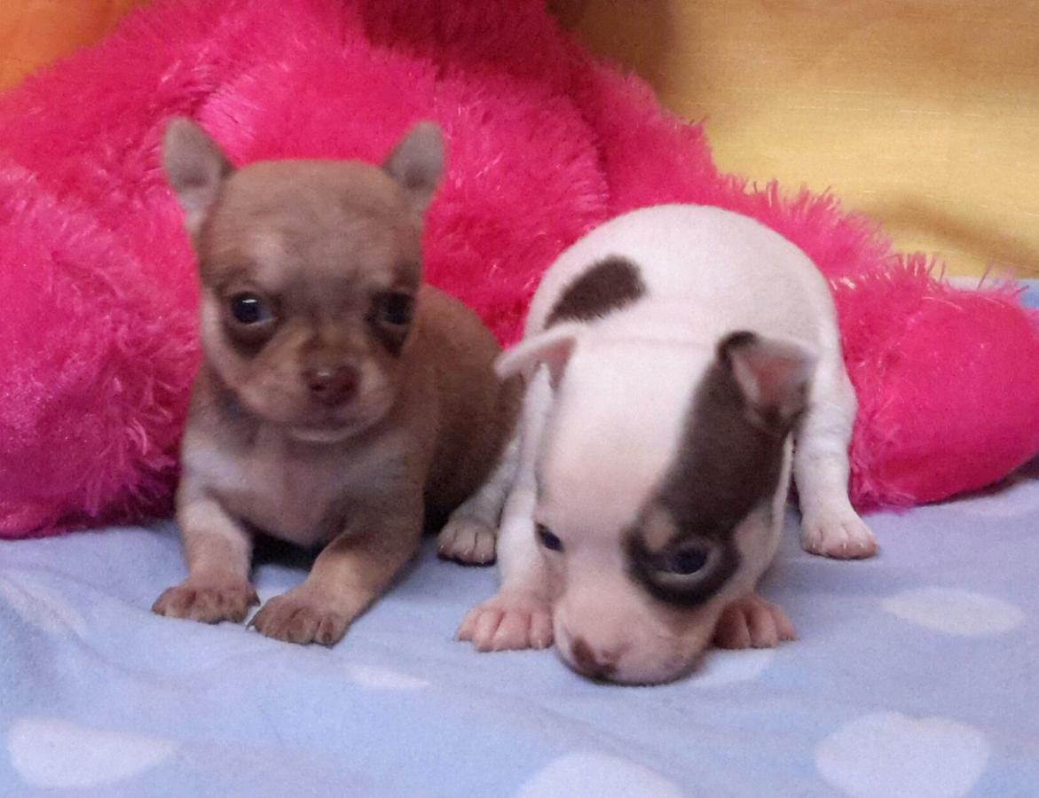 
Precio Chihuahua...........<strong>     $16,500.00  A   $20,000.00    (dependiendo del tamaño y color)</strong> <br><br>


100% pura raza, registrados todos los papeles en regla se envian a cualquier parte de la Republica.<br><br> 

<li>Contrato de compraventa<br><br></li>


<li>Seguro de vida gratuito por escrito de 5 años que cubre muerte en caso de cuestiones virales</li>
<br><br>

<li>Garantía de Pureza Racial<br><br></li>

<li>Certificado de registro inicial que extiende la Federación Canófila Mexicana donde los cachorros se entregan con tatuaje y microchip</li>

