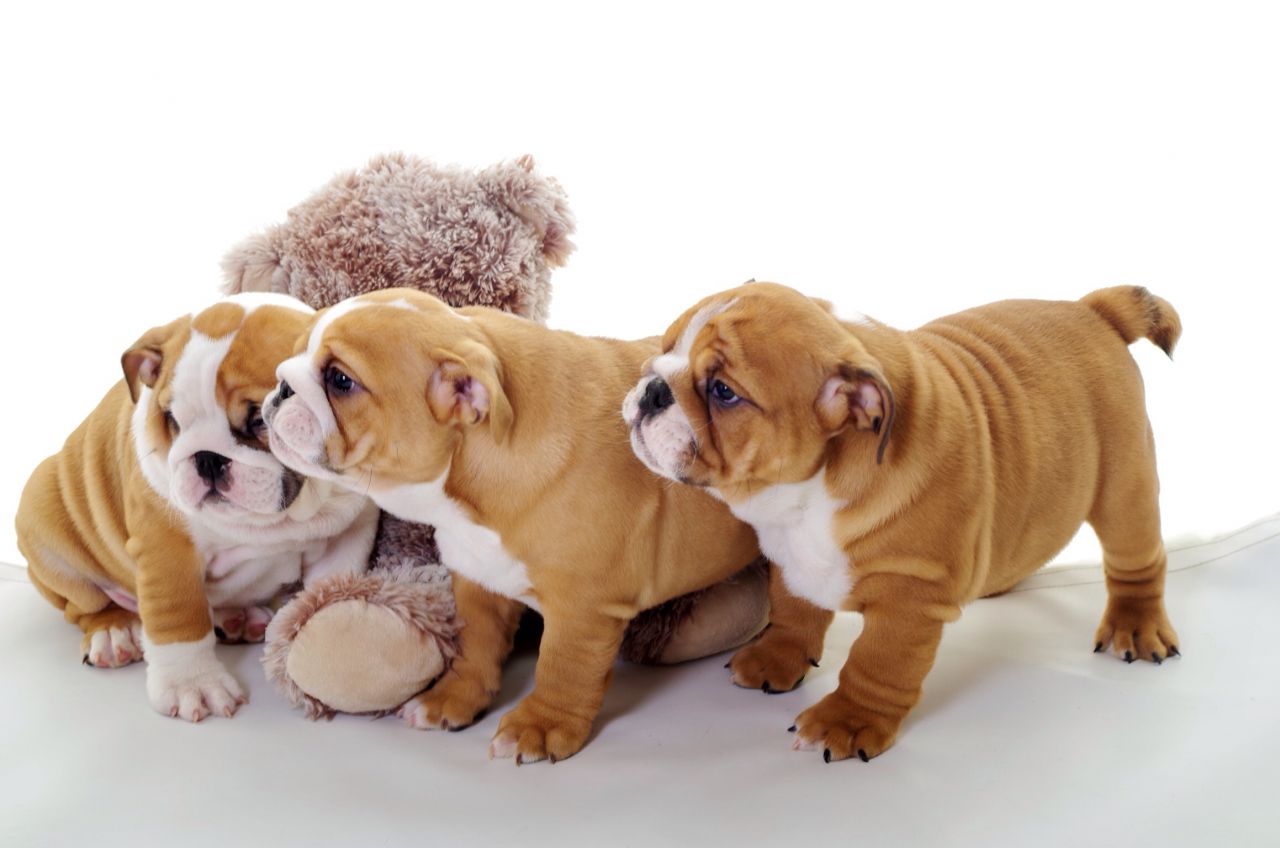  Cachorros bulldog Inglés