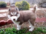 
Precio Siberian husky...........<strong>            $18,500.00  A  $22,000.00  (dependiendo del color)</strong> <br><br>


100% pura raza, registrados todos los papeles en regla se envian a cualquier parte de la Republica.<br><br> 

<li>Contrato de compraventa<br><br></li>


<li>Seguro de vida gratuito por escrito de 5 años que cubre muerte en caso de cuestiones virales</li>
<br><br>

<li>Garantía de Pureza Racial<br><br></li>

<li>Certificado de registro inicial que extiende la Federación Canófila Mexicana donde los cachorros se entregan con tatuaje y microchip</li>

