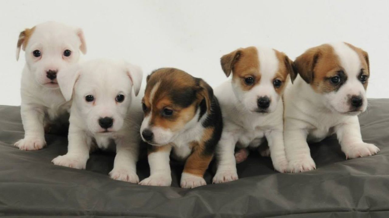   Cachorros Jack Russell