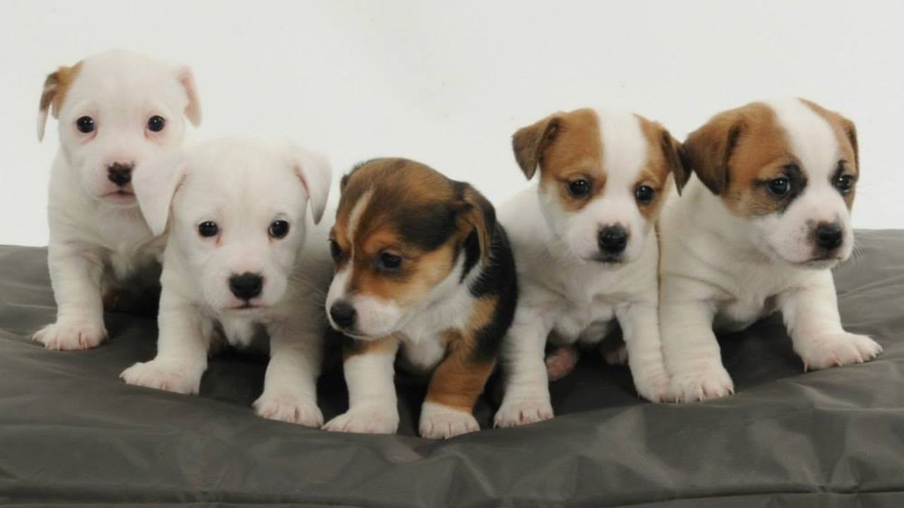 Estos cachorros Jack Russell
<br>irradia un sentimiento de amor,
<br>alegría y diversión, con su
<br>travesuras de cachorro y ojos de cachorro.
<br>Esta encantadora nivel exposición canina Jack
<br>Russell, tendrá que romperse
<br>fotos todo el día todos los días. La
<br>simple paseo por la calle lo hará
<br>tener gente que hace una toma doble
<br>lo pequeña y adorable que
<br>son. Si usted está buscando un nuevo
<br>Además peludo en su vida que
<br>le traerá la felicidad, el amor
<br>y afecto.