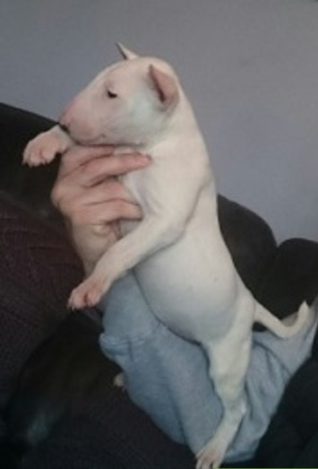  Cachorros bull terrier macho y hembra miniatura