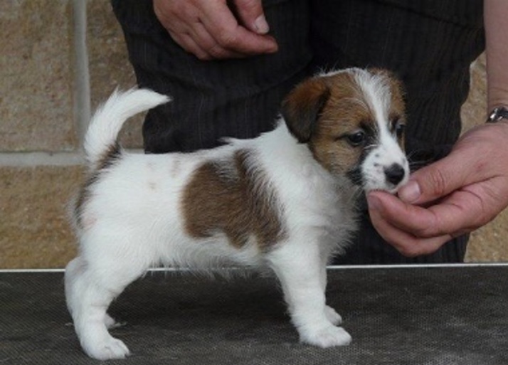 lindo chacherro jack russell para venta2
<br>Hermosos cachorros registrados en KC. Estos cachorros han nacido en nuestra casa y manejados con amor todos los días. Se de-desparasitados y tienen su primer tiro cachorro antes de salir de nuestra casa. por lo que estarán listos para ir a vivir con usted y ser su compañera para siempre en.