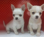 Bonitos cachorritos Chihuahua de raza pura muy juguetones e inteligentes para los niños una raza muy cariñosa leal con los niños y la familia con un gran temperamento para educar cuentan con 2 meses imedio de edad ya contando con todos sus dientes colmillos y molares se entregan destetados de su mamá comiendo croqueta y agua vacunados y desparasitados de acuerdo a su edad con cartilla de vacunacion listos para sus nuevas familias con garantía por completo de 6 meses 