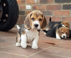 Bonitos cachorritos Beagle de raza pura muy juguetones  para los niños una raza inteligente cariñosa leal con los niños y la familia con un gran temperamento para educar cuentan con 2 meses imedio de edad ya contando con todos sus dientes colmillos y molares se entegan destetados de su mamá comiendo croqueta y agua vacunados y desparasitados con cartilla de vacunacion listos para sus nuevas familias con garantía por completo 