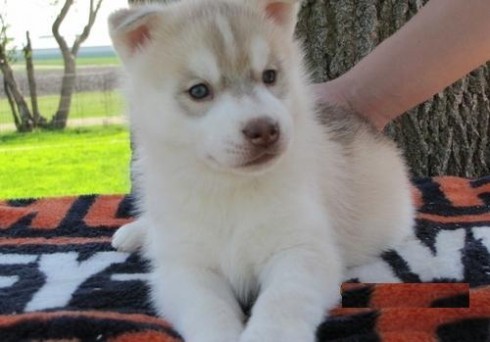
Precio Siberian husky...........<strong>            $18,500.00  A  $22,000.00  (dependiendo del color)</strong> <br><br>


100% pura raza, registrados todos los papeles en regla se envian a cualquier parte de la Republica.<br><br> 

<li>Contrato de compraventa<br><br></li>


<li>Seguro de vida gratuito por escrito de 5 años que cubre muerte en caso de cuestiones virales</li>
<br><br>

<li>Garantía de Pureza Racial<br><br></li>

<li>Certificado de registro inicial que extiende la Federación Canófila Mexicana donde los cachorros se entregan con tatuaje y microchip</li>

