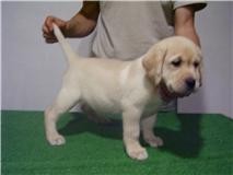 Se venden cachorros de labrador
<br>