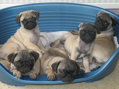 Flashy inscritos, cachorros pug, 