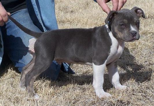 Estos cachorros son bien trenes y para la venta no está en venta.
<br>Miramos adelante para dar la salida a cualquier familia o persona.
<br>Tenemos cachorros, machos y hembras. Después de unos meses, vacunados, desparasitados y con microchip, se entregan después de pasar bajo la supervisión de nuestro veterinario destete. Los cachorros son raza animada y muy inteligente. Rasgos físicos típicos incluyen un revestimiento liso y una cabeza corta y resultando en una estructura compacta equilibrada de la cola. La cabeza está en proporción al tamaño del perro y la expresión indica un alto grado de inteligencia. 
<br>Usted puede contactar con nosotros si usted está interesado en ventalos.
<br>