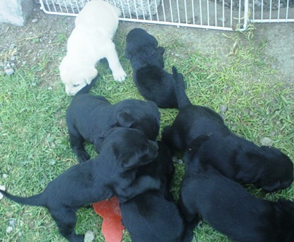 Cachorros Labrador 