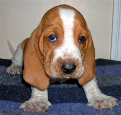 
Precio Basset hound...........<strong>$16,500.00</strong> <br><br>

100% pura raza, registrados todos los papeles en regla se envian a cualquier parte de la Republica.<br><br> 

<li>Contrato de compraventa<br><br></li>


<li>Seguro de vida gratuito por escrito de 5 años que cubre muerte en caso de cuestiones virales</li>
<br><br>

<li>Garantía de Pureza Racial<br><br></li>


<li>Certificado de registro inicial que extiende la Federación Canófila Mexicana donde los cachorros se entregan con tatuaje y microchip<br><br></li>

