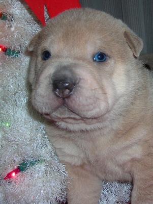 Chinese shar-pei cachorros macho y hembra para navidad